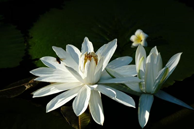 必赢·网络游戏平台-(中国游)有限公司